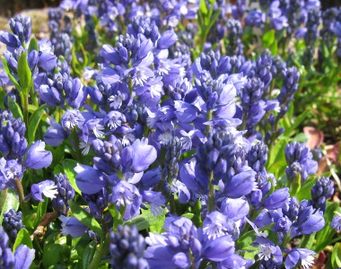 Polygala calcarea 'Bulleys Form' 